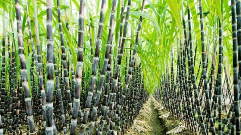 Modern tools for sugarcane farmers