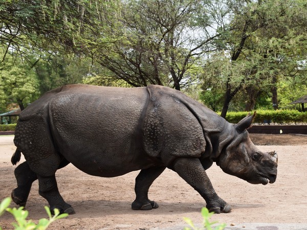 Nepal’s Rhino population up by 16.5 pc in last 5 yrs