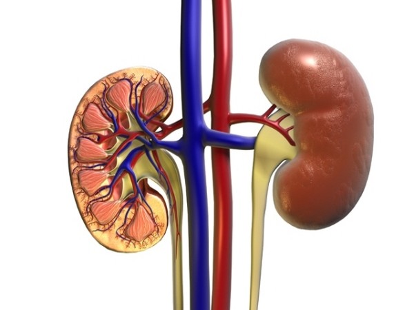 Research finds correct diet can help safeguard against acute kidney injury