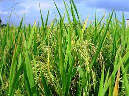 Rice industrialists call for encouraging domestic products