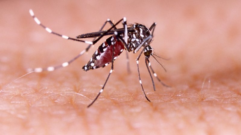 Dengue detected in Baglung