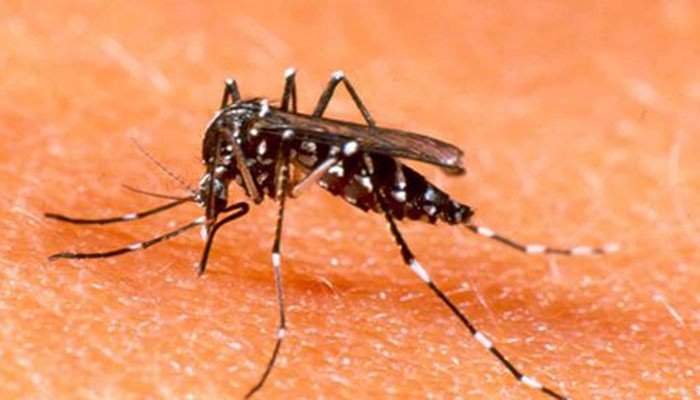 Dengue cases on rise in Darchula