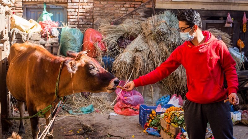 NEPAL-LALITPUR-TIHAR-COW WORSHIP