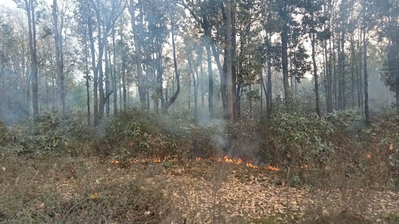 Forest fires destroying forests in Mahottari