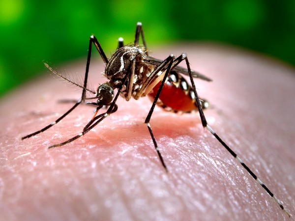 Three die of dengue infection in Tanahu