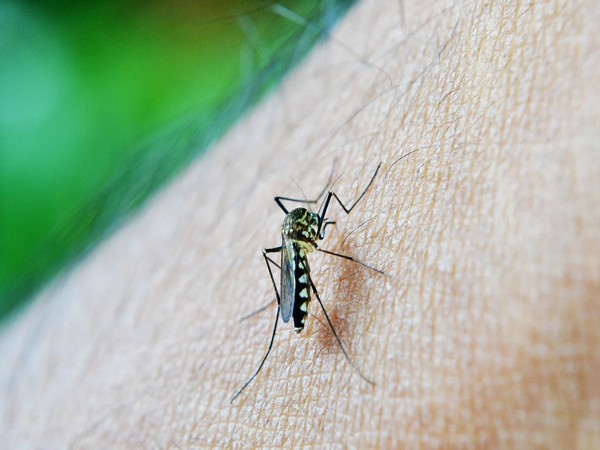 Hotter weather due to climate change could lead to more mosquitos: Study