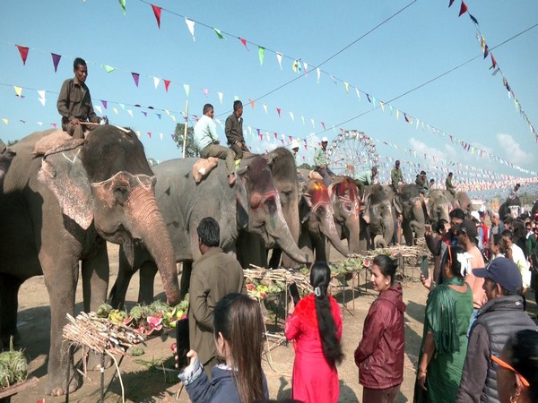 Elephants in Nepal go for picnic on day off